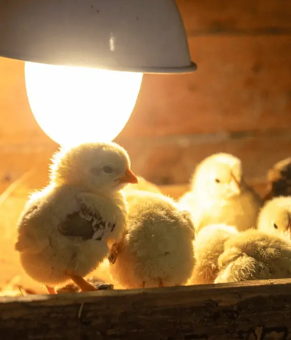 chicks brooding below a heat lamp