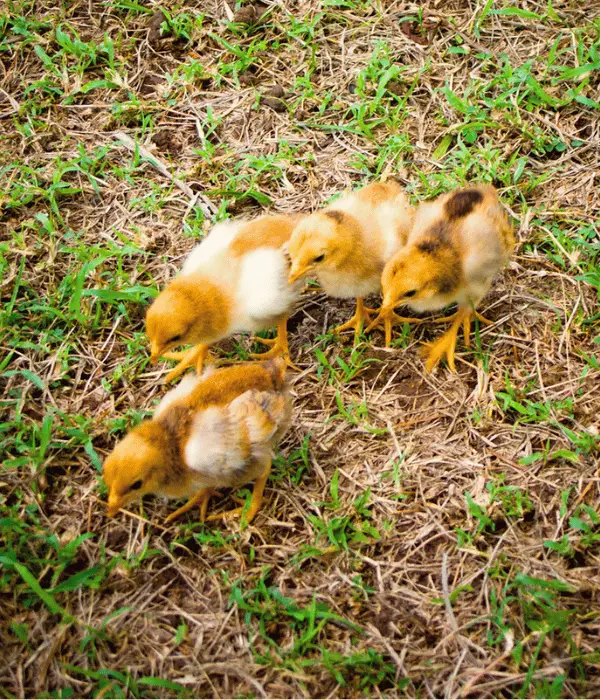 four buff and wite mix chicks outdoor