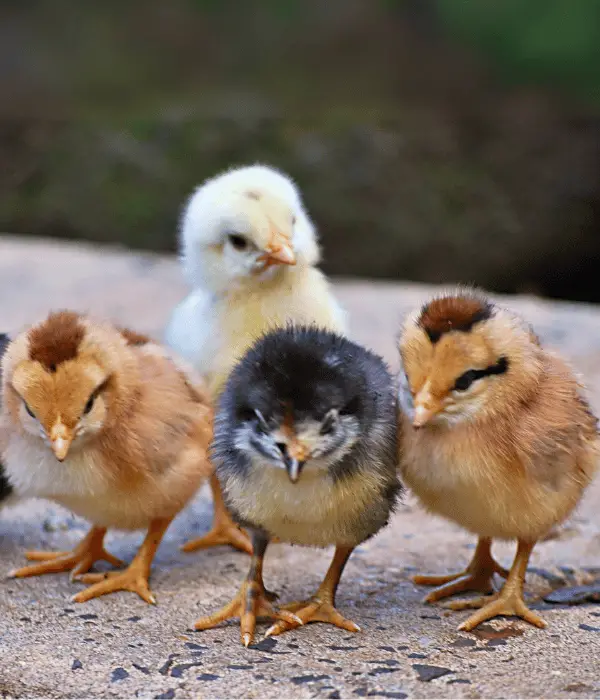 four buff black white chicks standing floor
