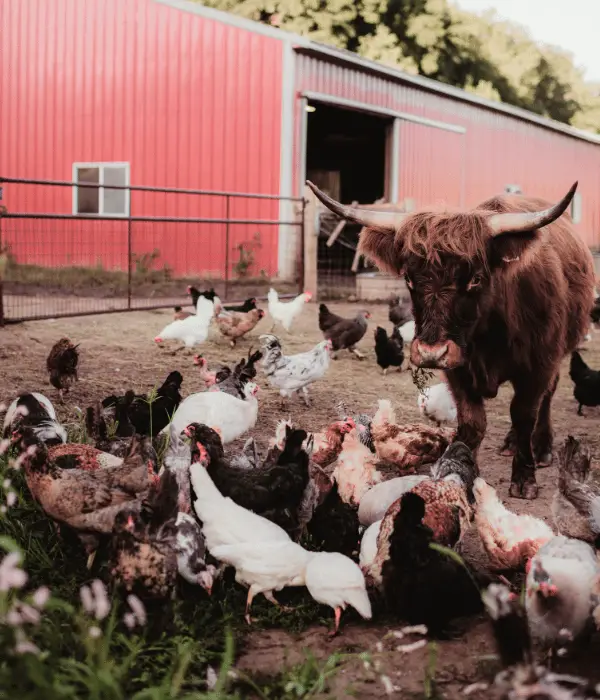 Housing Cows and Chickens: Coops, Barns and Yards