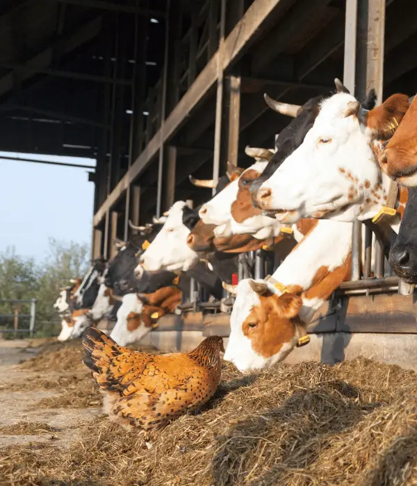 Case Studies: Integrated Farms in the US and UK
