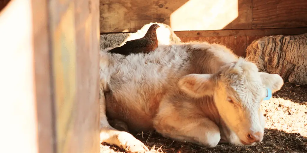 Raising Cows and Chickens Together – A Definitive Guide