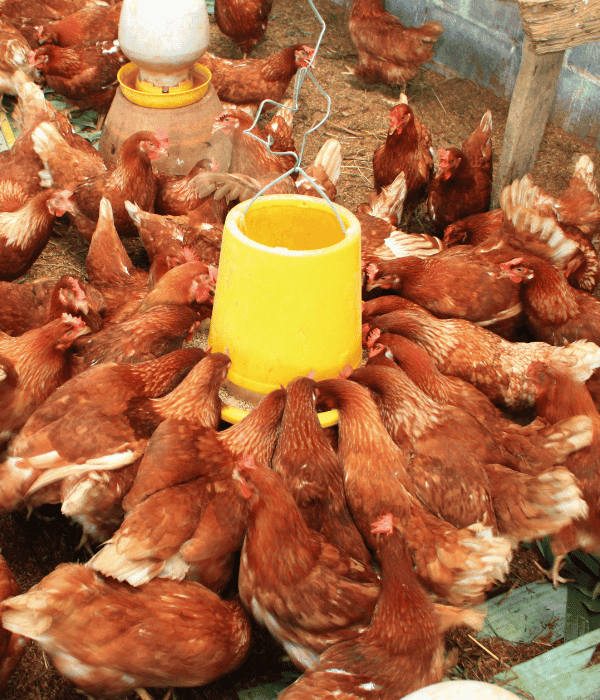 Problems in Raising Gold Star Chickens