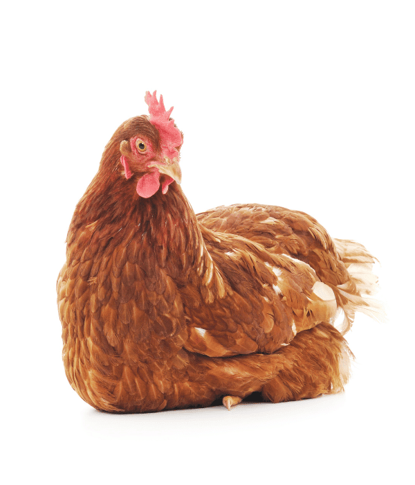 gold star hen in white background
