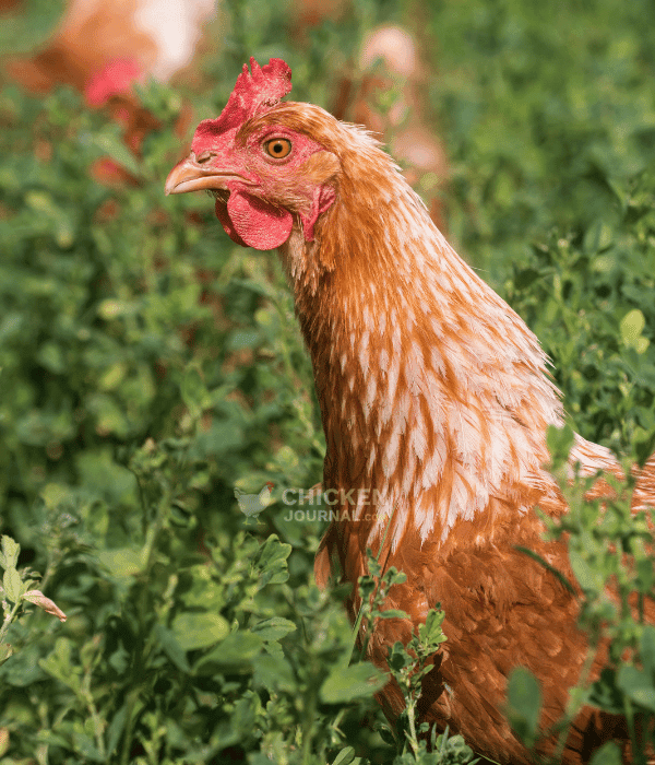 Several key characteristics define the Gold Star chicken beyond its color and size: