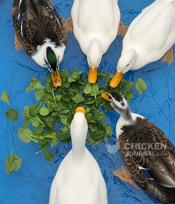 Health Benefits for Chickens and Ducks