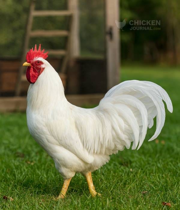 Lamona Chicken Rooster
