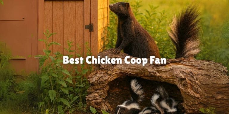 Will Skunks Eat Or Kill Chickens? Protecting Your Flock 1 Will Skunks Eat or Kill Chickens? Protecting Your Flock