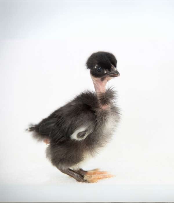 21 Bare Facts About The Naked Neck Chicken (Turken) 7 a black neck neck turken baby chicks
