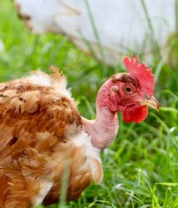 21 Bare Facts About the Naked Neck Chicken (Turken)