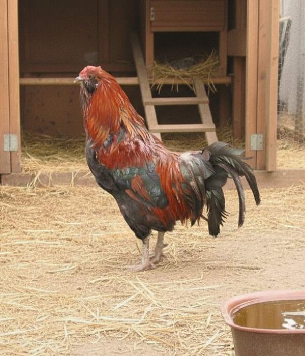 Appenzeller Barthuhn (Appenzeller Bearded Chicken)