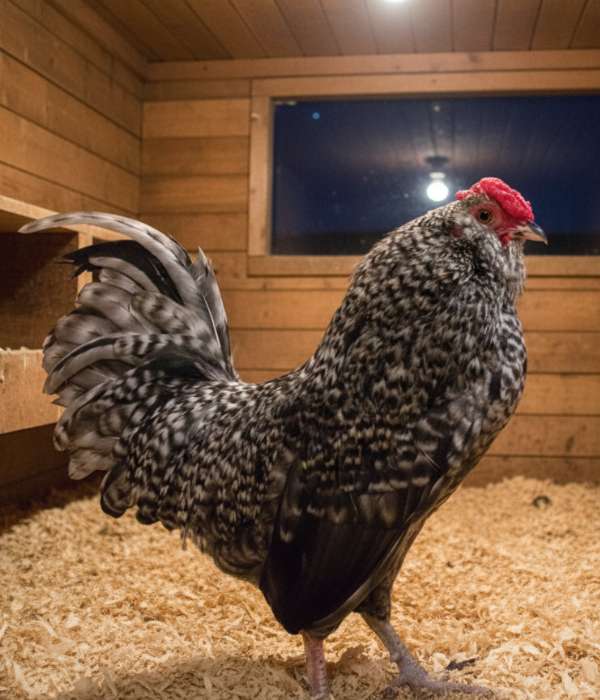Barbu d’Anvers (Antwerp Bearded Bantam)