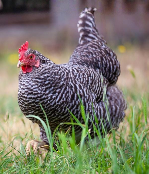 Top 11 Best Triple-Purpose Chicken Breeds 13 Barred Plymouth Rock chicken foraging