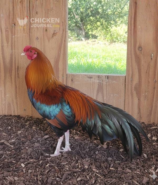 Top 11 Best Triple-Purpose Chicken Breeds 4 Cubalaya chicken standing inside coop