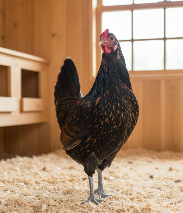 Derbyshire Redcap (Redcap chicken)