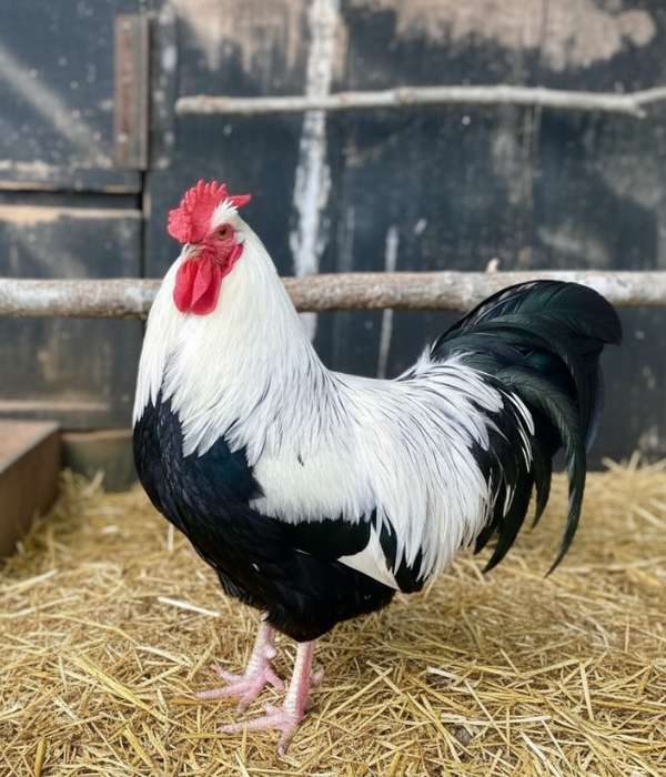 Dorking chicken rose comb variety