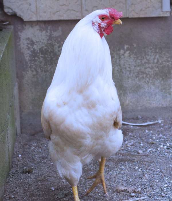 . Leghorn (Rosecomb Varieties)