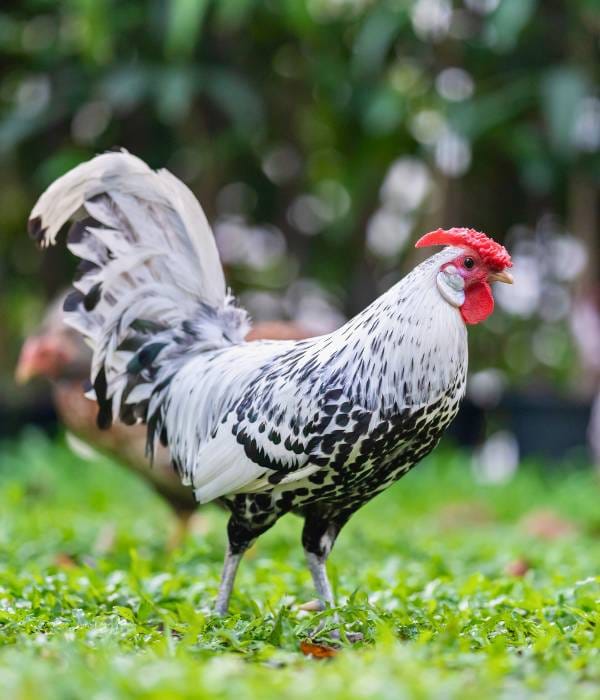 Silver Spangled Hamburg