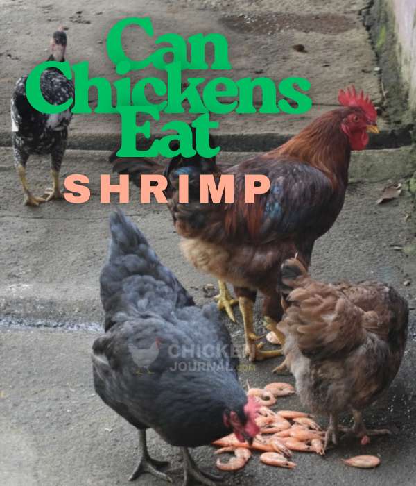 Can Chickens Eat Shrimp? Important Safety Tips To Know 4 How To Feed Shrimp To Chickens?