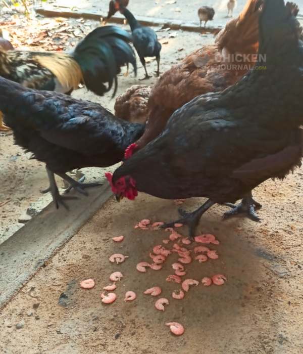 Can Chickens Eat Shrimp? Important Safety Tips To Know 3 Can Chickens Eat Shrimp: Raw, Cooked, or Dried?