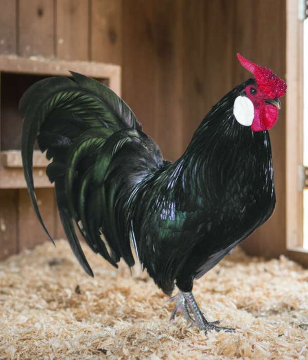 Rosecomb Bantam chicken