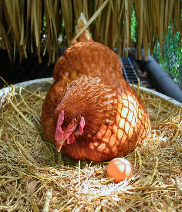 Buff pullet sitting in a nesting area as she approaches laying age