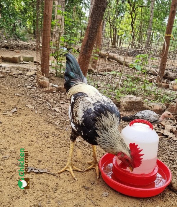 one white and black rooster drinking waterer, red waterer