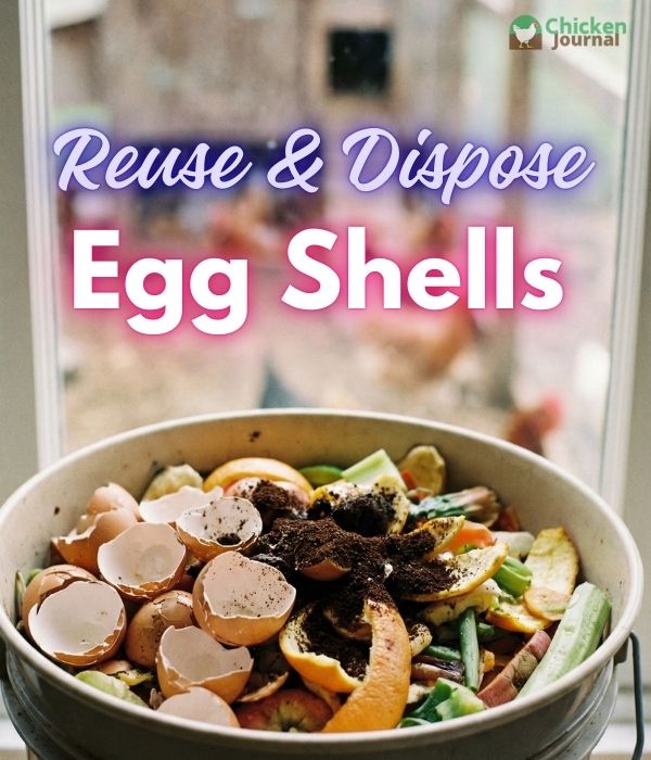 Eggshells prepared for reuse and safe disposal around a backyard chicken flock