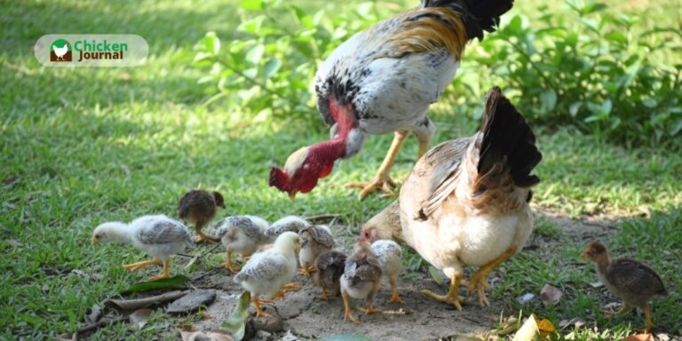 Keeping Chickens Healthy: Best 21 Golden Tips & Rules
