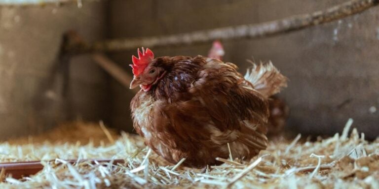 What to Do When Your Laying Hen Stops Producing Eggs After 2 Years