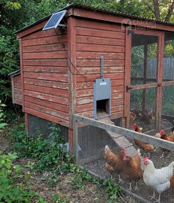 Chicken coop with a solar panel and automatic door