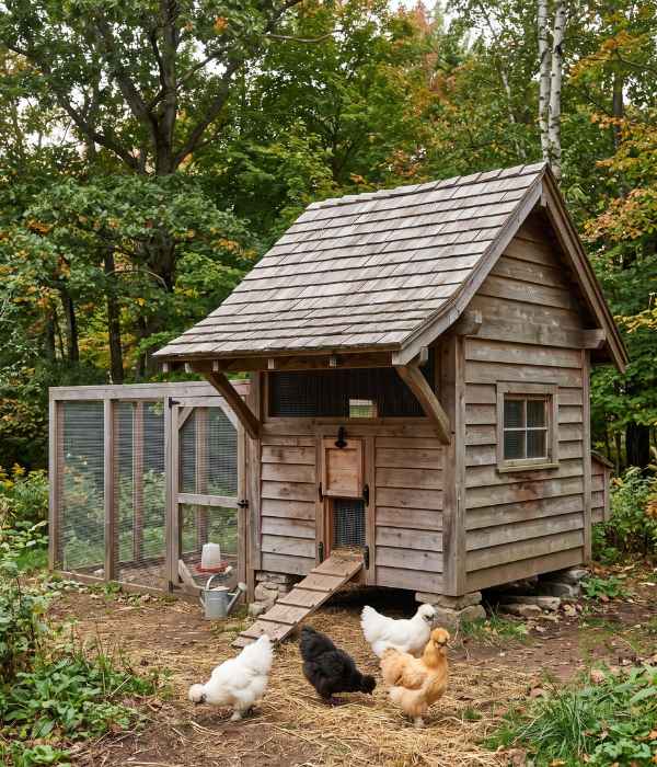 Chicken Coop Roof Types: Best Designs &Amp; Roofing Materials 15 chicken coop with natural cedar wood shingles on the roof