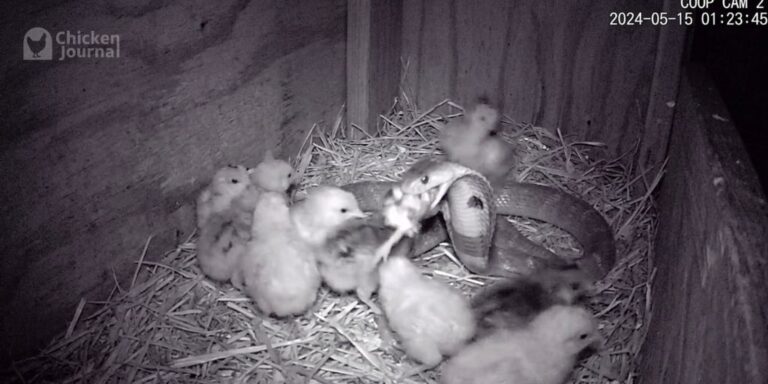 Can Snakes Eat Chickens? Snake Predation on Poultry 101