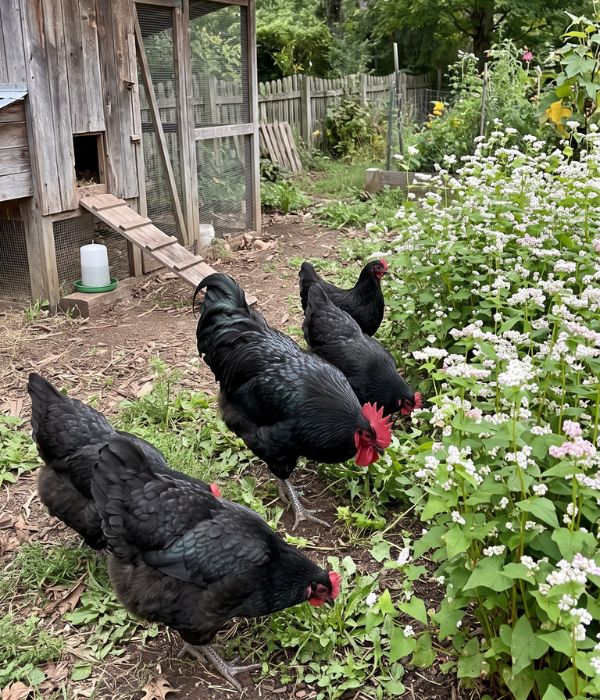 Jersey Giant chickens foraging around buckwheat plants