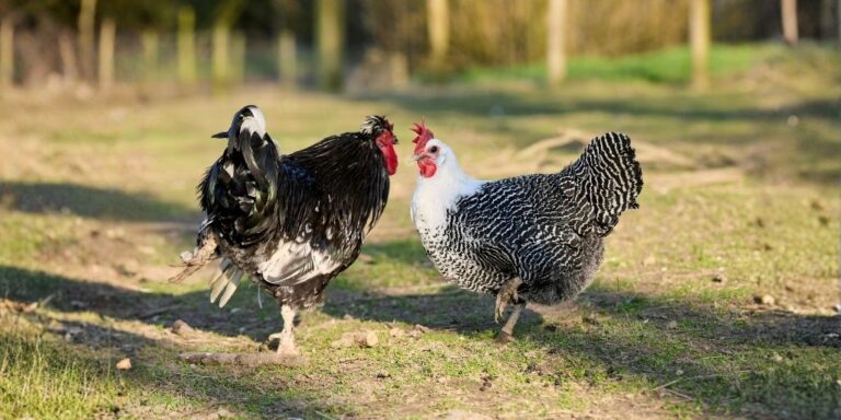 frostbite in chickens sign causes prevention