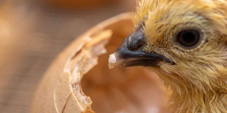 Newly hatched Buff Orpington chick showing its egg tooth while emerging from the shell