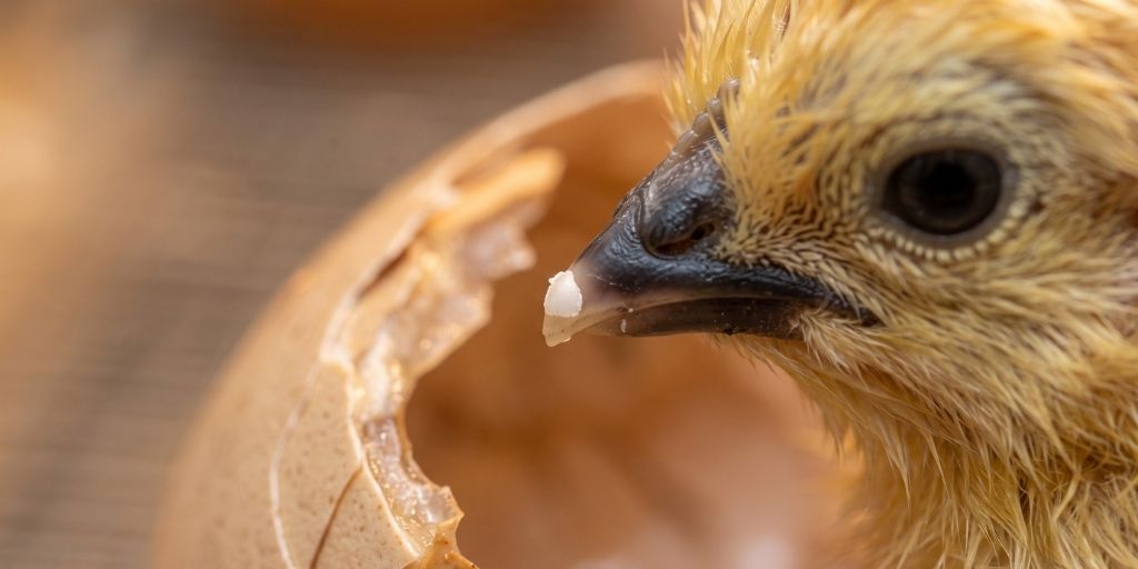 What Is an Egg Tooth? How a Baby Chick Uses Its Hatching Muscle