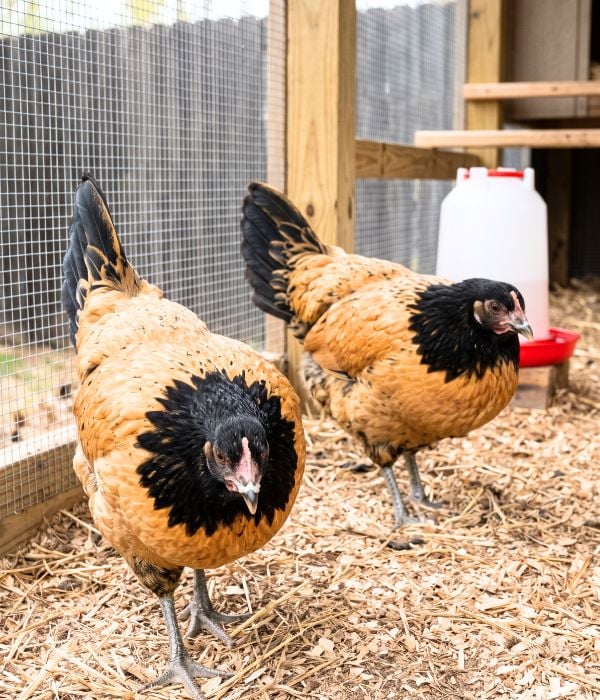 Vorwerk chickens in their coop showing nasal discharge and weakness