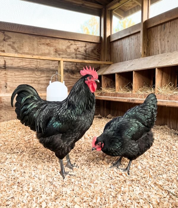Jersey Giant hens inside a clean, dry, well-ventilated backyard chicken coop.