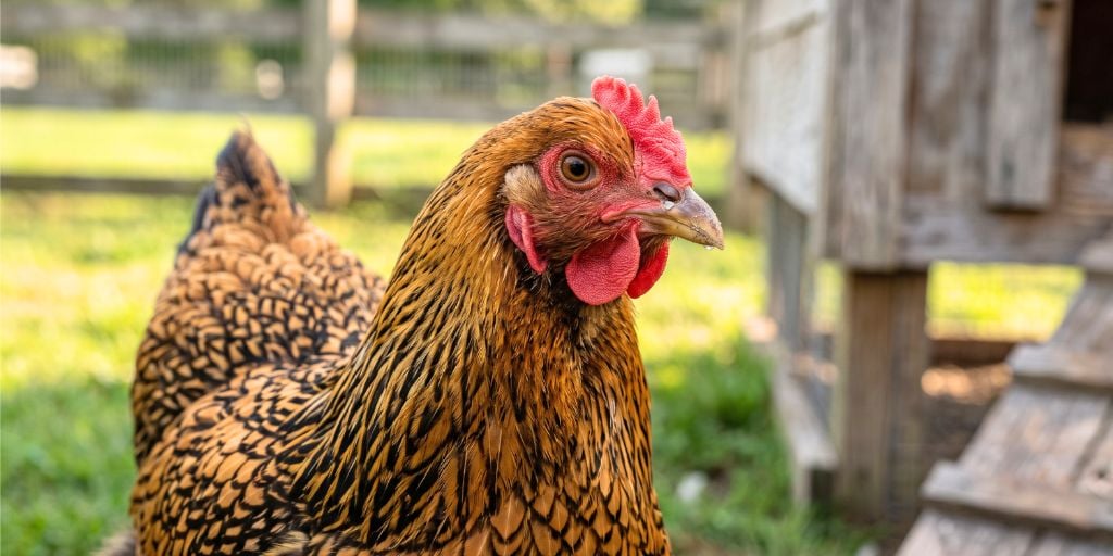 Wyandotte hen with clear watery nasal discharge standing near a backyard chicken coop