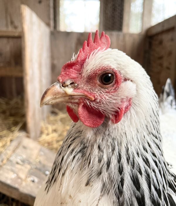 Close-up of a Light Sussex chicken with thick yellowish nasal discharge and crusting around the nostril.